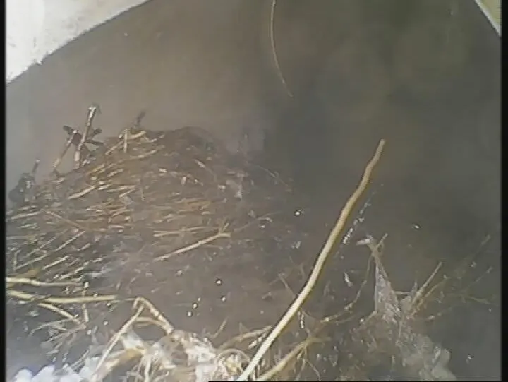 Drain camera view of a mass of tree roots inside a clay sewer in Penrith